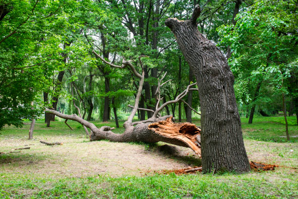 Best Tree Preservation Services  in China Grove, NC